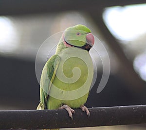 Rose ringed parakeet