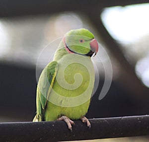 Rose ringed parakeet