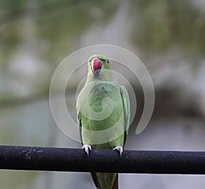 Rose ringed parakeet