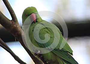 Rose ringed parakeet