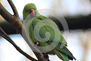 Rose ringed parakeet