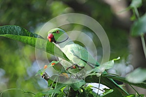 Rose ringed parakeet parrot in Sri Lanka