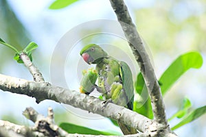 Rose ringed parakeet parrot in Sri Lanka