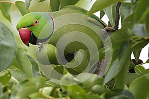 Perico en pera un árbol 