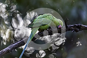 A rose ringed parakeet preening itself on a branch.