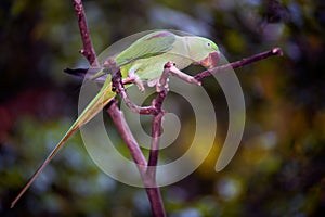 Rose-ringed parakeet Psittacula krameri.