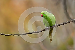 The rose-ringed parakeet Psittacula krameri, also known as the ring-necked parakeet, is a medium-sized parrot. Beautiful photo