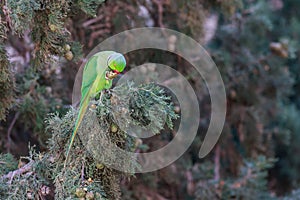 Rose-ringed Parakeet, Psittacula krameri, beautiful green parrot