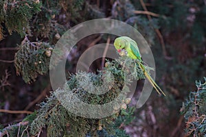 Rose-ringed Parakeet, Psittacula krameri, beautiful green parrot