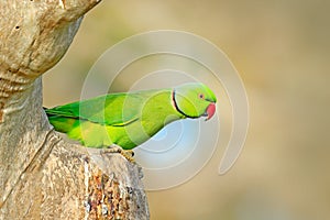 Rose-ringed Parakeet, Psittacula krameri, beautiful parrot in the nature green forest habitat, Sri Lanka, Asia. Parrot, wildlife s