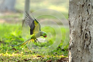 Rose-ringed parakeet Psittacula krameri photo
