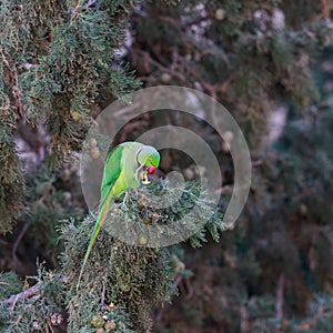 Rose-ringed Parakeet, Psittacula krameri. Green parrot.