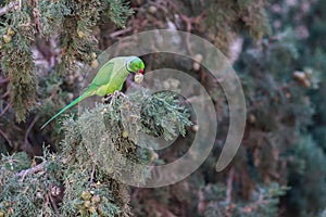 Rose-ringed Parakeet, Psittacula krameri, green parrot.