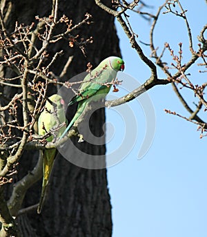 rose-ringed parakeet (Psittacula krameri), known as the ring-necked parakeet, is a gregarious Afro-Asian parakeet