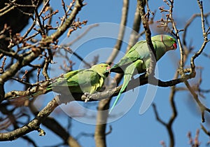 rose-ringed parakeet (Psittacula krameri), known as the ring-necked parakeet, is a gregarious Afro-Asian parakeet