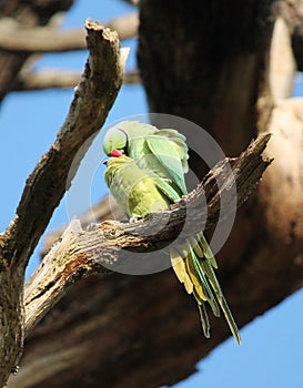rose-ringed parakeet (Psittacula krameri), known as the ring-necked parakeet, is a gregarious Afro-Asian parakeet