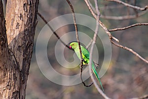 Rose-ringed Parakeet Psittacula krameri Perching on the leafless tree branch