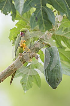 Rose-ringed Parakeet - Psittacula krameri, Sri Lanka