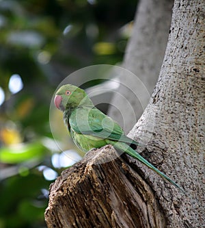 Rose-ringed parakeet (Psittacula krameri) on a tree hole : (pix Sanjiv Shukla)