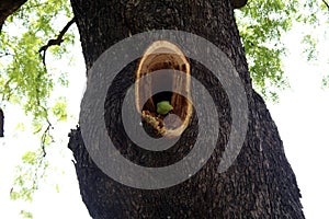 Rose-ringed parakeet (Psittacula krameri) on a tree hole : (pix Sanjiv Shukla)