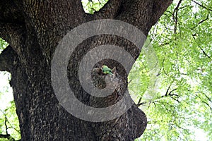 Rose-ringed parakeet (Psittacula krameri) on a tree hole : (pix Sanjiv Shukla)