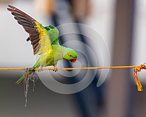 A Rose ringed parakeet