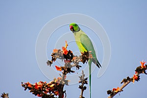 Rose-ringed Parakeet or Ring-necked Parakeet Psittacula krameri