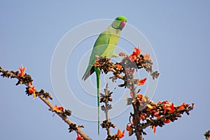 Rose-ringed Parakeet or Ring-necked Parakeet Psittacula krameri