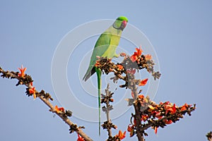 Rose-ringed Parakeet or Ring-necked Parakeet Psittacula krameri photo