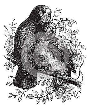 Rose-ringed Parakeet or Ringnecked Parakeet or Psittacula krameri, vintage engraving