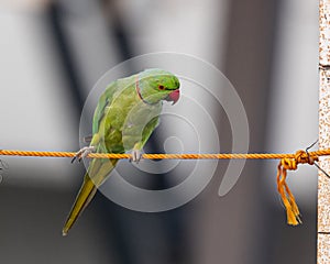 A Rose ringed parakeet