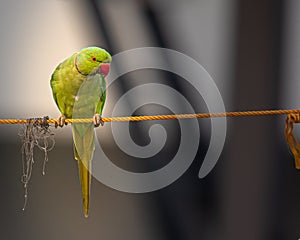 A Rose ringed parakeet