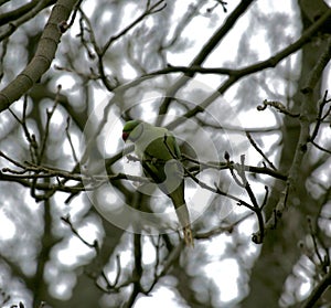 Rose ringed parakeet in a tree