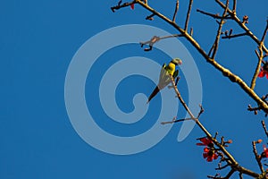 Rose Ringed Parakeet in Treetops