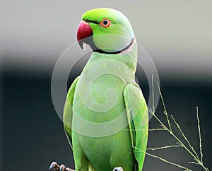 Rose-ringed parakeet