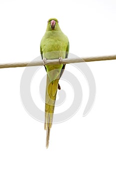 Rose-Ringed Parakeet On The Wire