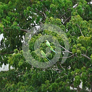 Rose-ringed parakeets (Psittacula krameri)