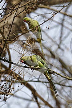 Rose-ringed parakeets