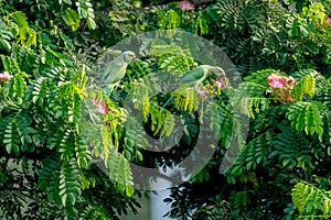 Rose ringed Parakeets enjoying food on the tree