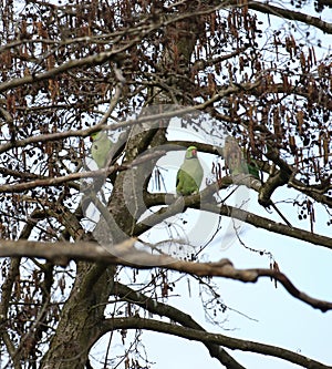 Rose ringed parakeets in a tree