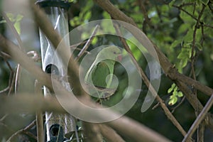 Rose ringed parkeet in a tree