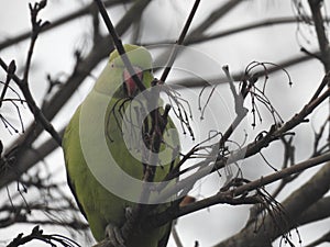 Rose ringed parkeet in a tree