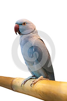 The rose-ringed , ring-necked parakeet on white background