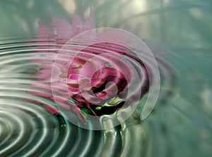 Rose ripples