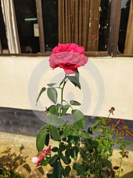 A Rose Risen at Khagrachhari