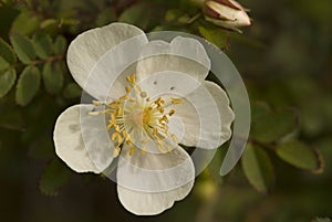 Rose, Roos, Rosa spec