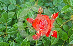 Rose (Rosa)