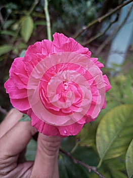 Rose Rosa centifolia muscosa flower photo