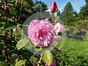 Rose (rosa) \'Harlow Carr\' flowering with flowers with shallow cups of the purest mid pink in the
