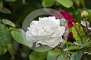 Rose rosa `Macmillan Nurse`